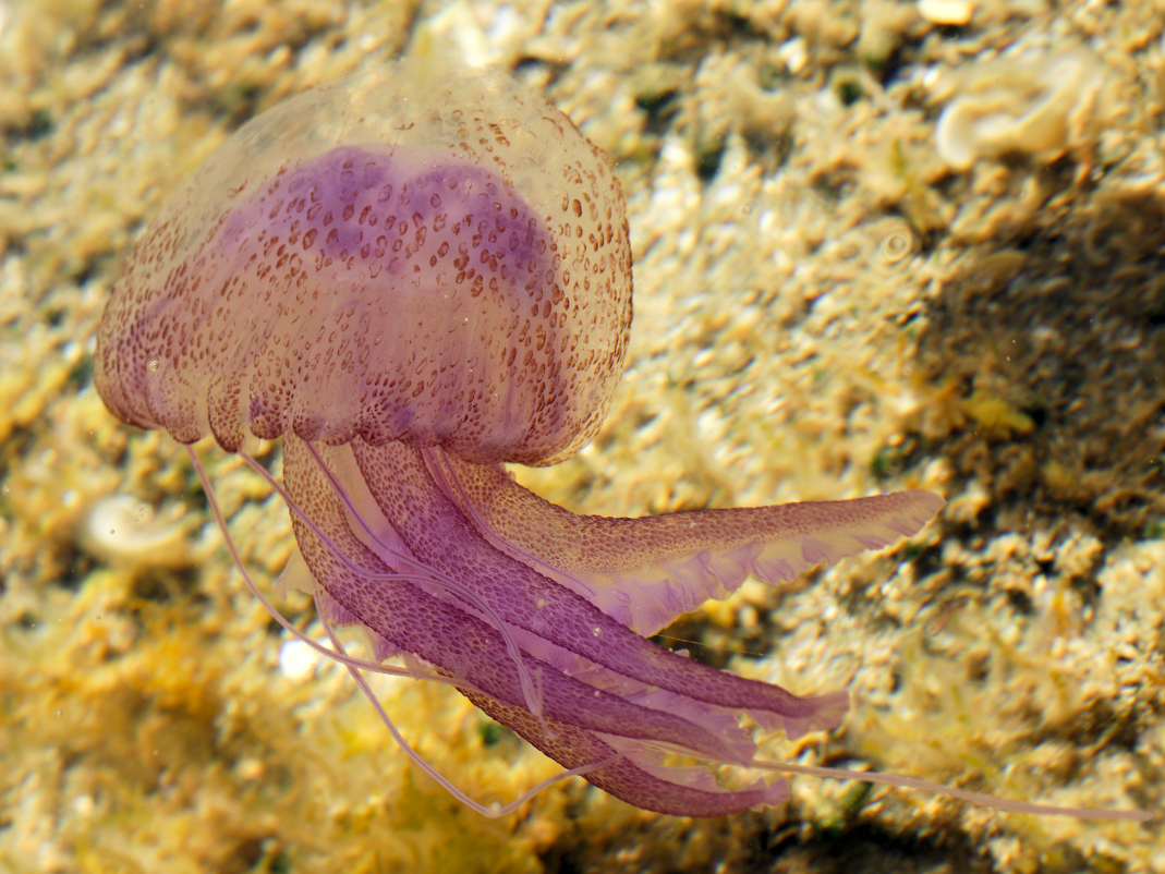 Mauve stinger jelly Pelagia noctiluca, image source: Wikipedia 