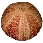 The landscape of a sea urchin