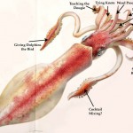 The Most Boring Squid on Earth?