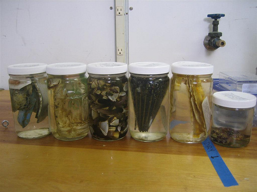 My jars of samples. The original jar o' barnacles is in the middle. 