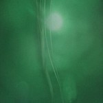 An amazing image of the elusive big-fin squid