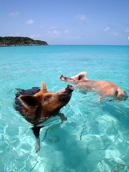 450px-Vorobek_Bahamas_-_swimming_pigs