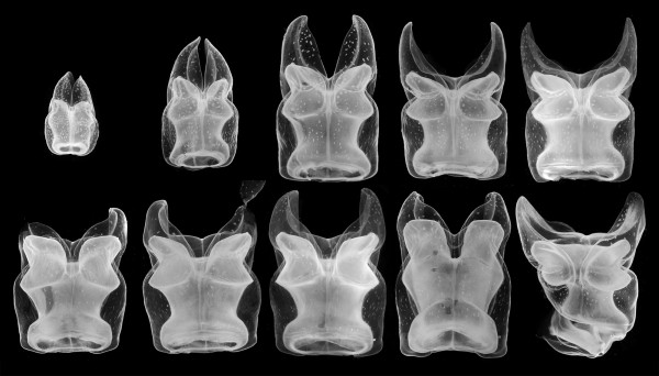 ontogenetic series of propulsive bodies (nectophores) of Apolemia lanosa with the youngest on the upper left and the oldest on the lower right. Image: Stefan Siebert