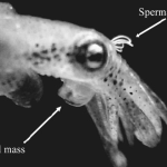 Pygmy Squids Females Favor Small Males and Fast Copulation