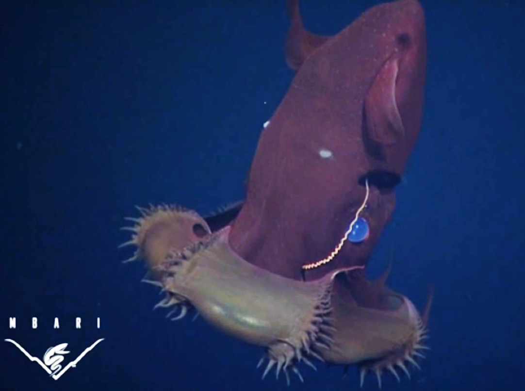 Vampire squid screencap from the video appearing at the end of this post. 