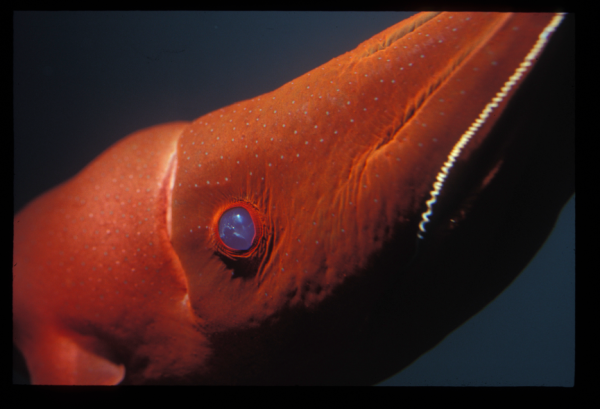 Vampire squid closeup, with filamentous "tentacle". Image by Prof. Kevin Raskoff. 