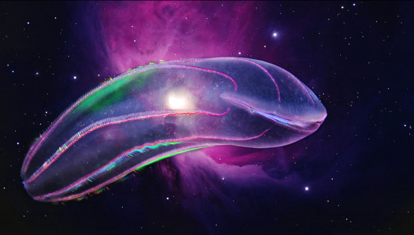 Comb jelly in space! By Alexander Semenov. Used with permission. 