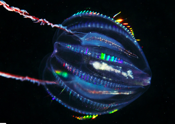 Comb jelly. By Alexander Semenov. Used with permission. 