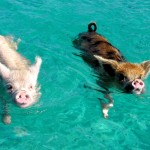 The Tiny Swimming Pigs of Pig Beach