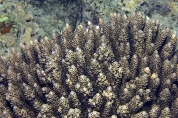 A more boring picture of Acropora hyacinthus (photo courtesy EOL)