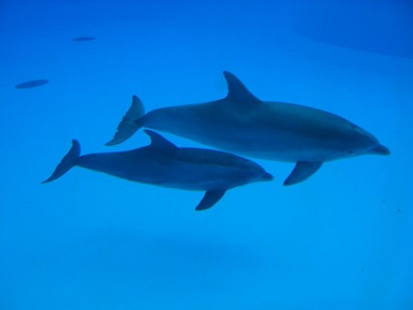 Dolphins. Note that this is a top view, distorting the tail, but you can clearly see the lack of a 2nd dorsal fin and the relative placement of dorsal and pectoral fins. WikiMedia Commons, user Arnaud 25.  http://commons.wikimedia.org/wiki/File:Parc_Asterix_20.jpg