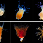 Scientists use electricity, drugs, to uncover the secret world of jellyfish