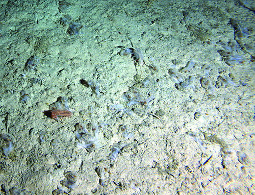 In spring 2012, the muddy seafloor at Station M was literally covered with the silvery bodies of dead salps (gelatinous midwater animals that feed on microscopic algae). This debris provided food for seafloor animals such as sea cucumbers. Image © 2012 MBARI