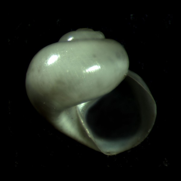 gastropod3