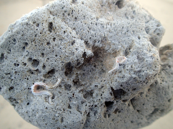 Tube building worms on drift pumice. Photo by Craig McClain and not reproducible without permission.
