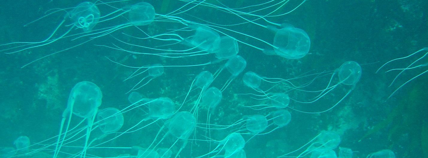 A swarm of box jellies. Wikipedia. 