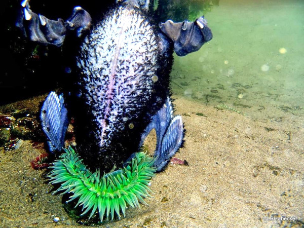 A day-glo anemone devouring a fledgling cormorrant looks postively Seussian