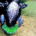 Anemone consumes a baby seabird