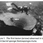 What is the world's largest barrel sponge?