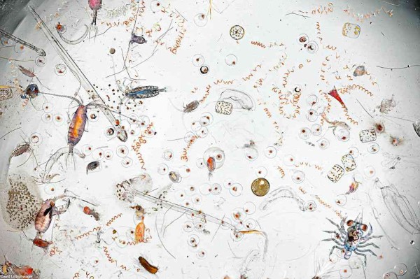 A bunch of zooplankton