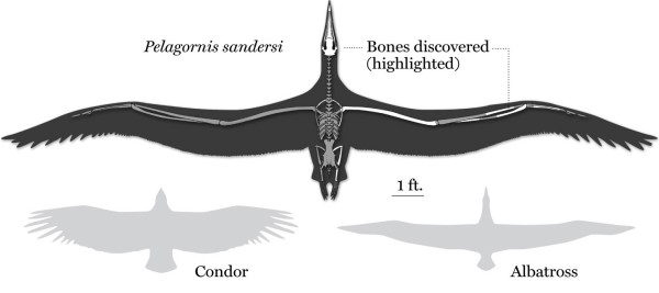 Pelagornis sandersi, the world's largest seabird. Source: Preceedings of the National Academy of Sciences.