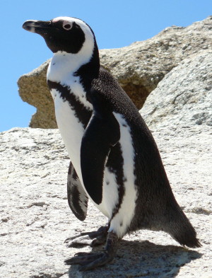 Penguin SouthAfrica2009-101-2