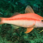 Summer of the Goatfish