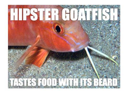 Goatfish hipster compressed