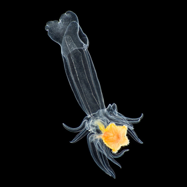 Starfish larva. Photo by Richard Kirby, used with permission.