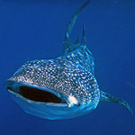 ZOMG Whale shark attack!!!!  Or not…