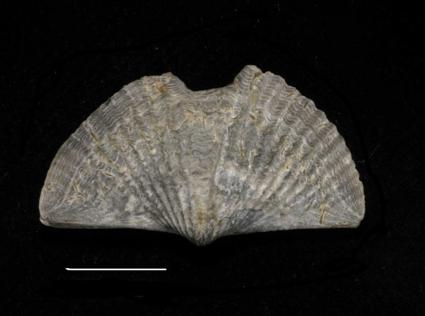 Photo credit: Laurie VanVleet, Ithaca City School District From the collection of the Paleontological Research Institution (PRI), Ithaca, New York.  Scale line is equal to 1centimeter