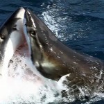 Brutal Battle Between Great White Sharks? Not really, no.