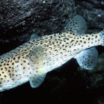 These Are a Few of My Favorite Species: Spotted Porcupine Fish
