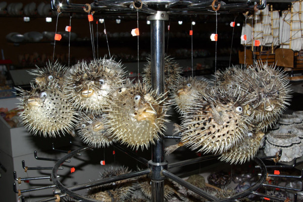 From the Philippines to Tarpon Springs, Florida. Dried Spotted Porcupine Fish and Blotched Porcupine Fish (Diodon holocanthus) sold as curios.  Paddy Ryan/Ryan Photographic.