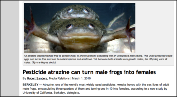 Headline that says "Pesticide atrazine can turn male frogs into females" with photos of frogs.