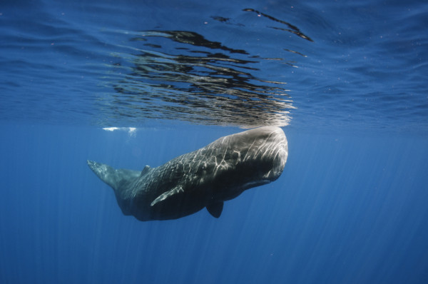 Sperm whale off Sri Lanka. Image courtesy of Shutterstock