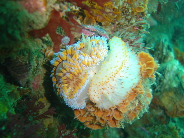 Like all nudibranchs, gasflame nudibranchs are hermaphrodites.  Here are two making sweet, sweet love.  The coloration can vary considerably from the 