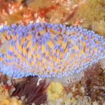 These Are A Few Of My Favorite Species: Gasflame Nudibranch