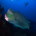 These Are Few of My Favorite Species: Humphead Parrotfish