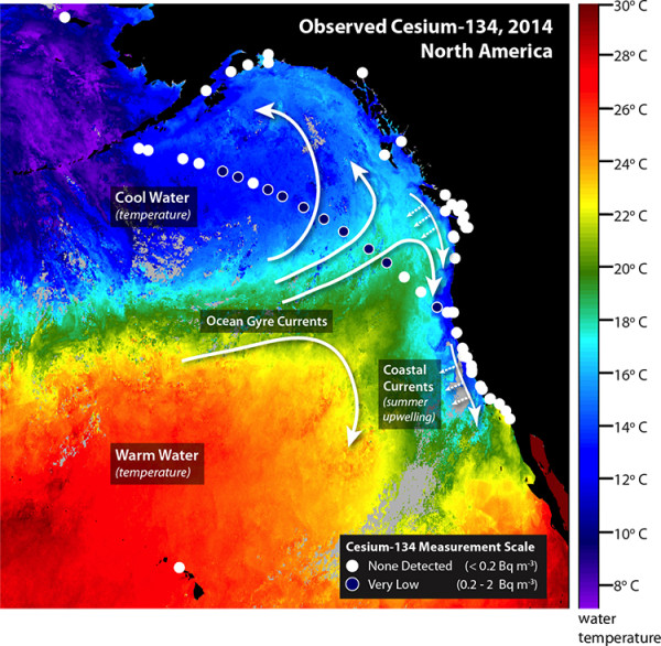 All those blue circles, where just detectable amounts of Fukushima radiation have been measured in 2014. All those white circles are where Cesium-134 from Fukushima has not been detected. [source: http://www.whoi.edu/news-release/Fukushima-detection]