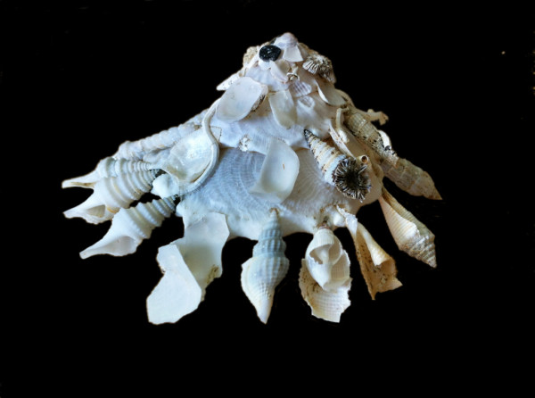 Xenophora pallidula from the Comotes Sea in the Philippines. Photo and shell are from C.R. McClain. Note the different snail species and the coral glued to the shell. You can all see the cage formed under the shell by the shell spines.