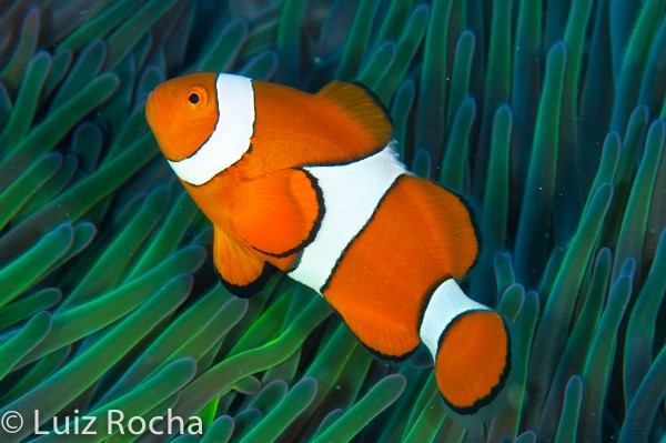 The False Clown Anemonefish (Amphiprion ocellaris) is THE quintessential orange, white and black fish.