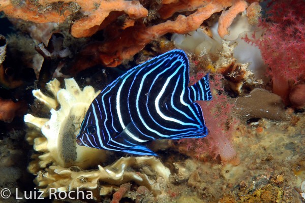 To celebrate the Royals, the white and blue juvenile Semicircle Angelfish (Pomacanthus semicirculatus). 