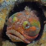 These are a few of my favourite species: sarcastic fringehead