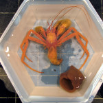 These are a few of my favorite species: Hermit crabs without shells