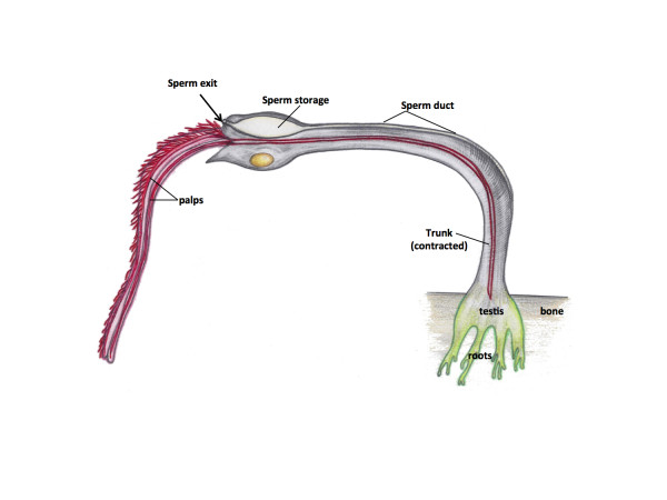 Key aspects of the Osedax priapus bone worm. By Adi Khen
