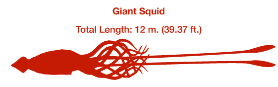 giantsquid