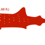 Whale Sharks and Giant Squids: Big or Bu!!$hit?