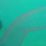 What’s this viral video mystery blob? (hint: it’s not a pyrosome)