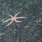 These are a few of my favorite species: Paulasterias mcclaini “McClain’s 6-armed fleshy star”